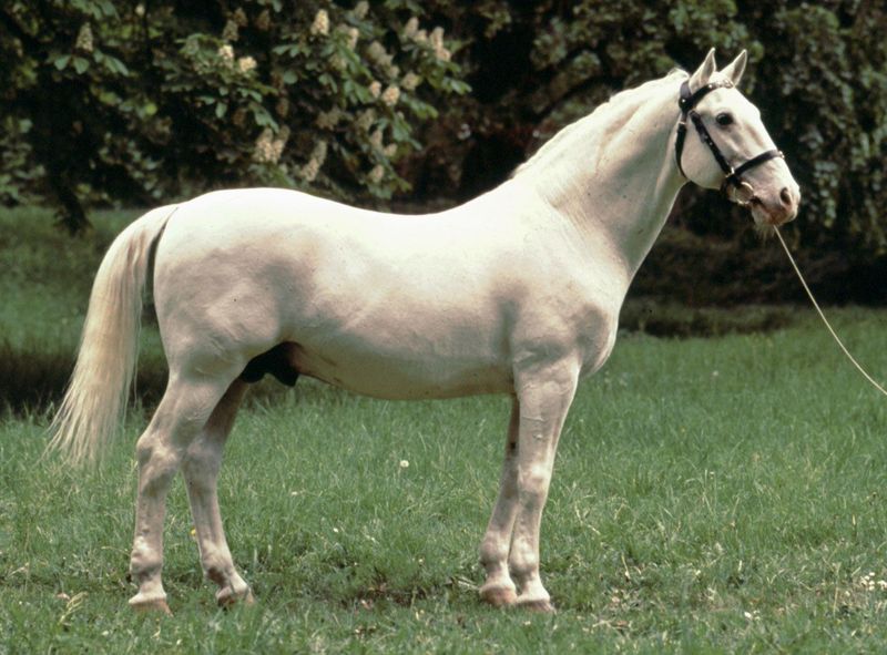 5 Horse Breeds Celebrated for Their Elegance (And 5 for Their Strength)