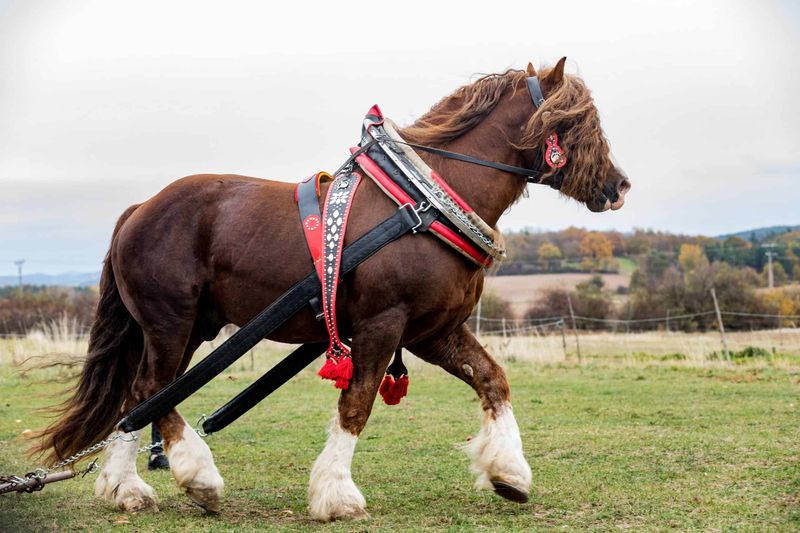 5 Horse Breeds Celebrated for Their Elegance (And 5 for Their Strength)