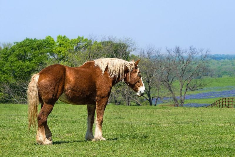 5 Horse Breeds Celebrated for Their Elegance (And 5 for Their Strength)