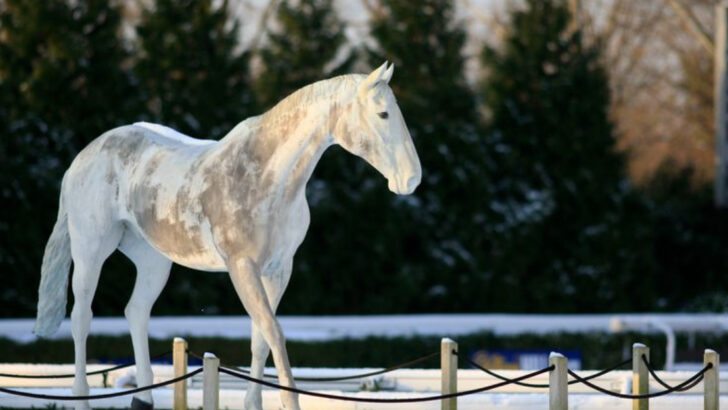 5 Horse Breeds Celebrated for Their Elegance (And 5 for Their Strength)