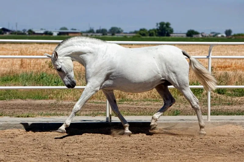 5 Horse Breeds Celebrated for Their Elegance (And 5 for Their Strength)