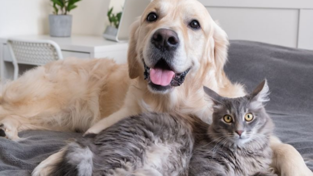 5 Irrefutable Reasons Why Cats Are Smarter Than Dogs