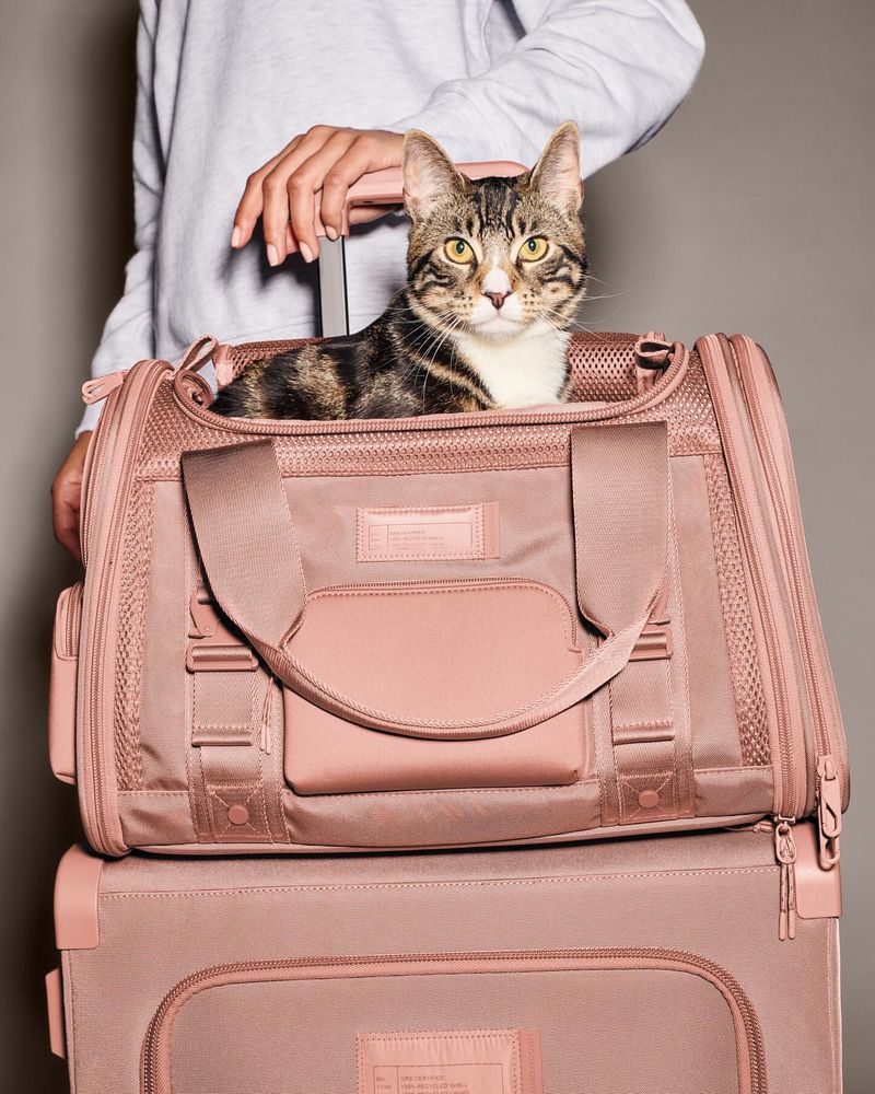 5 Must-Know Tips For Traveling With Your Cat to Make Your Life Easier