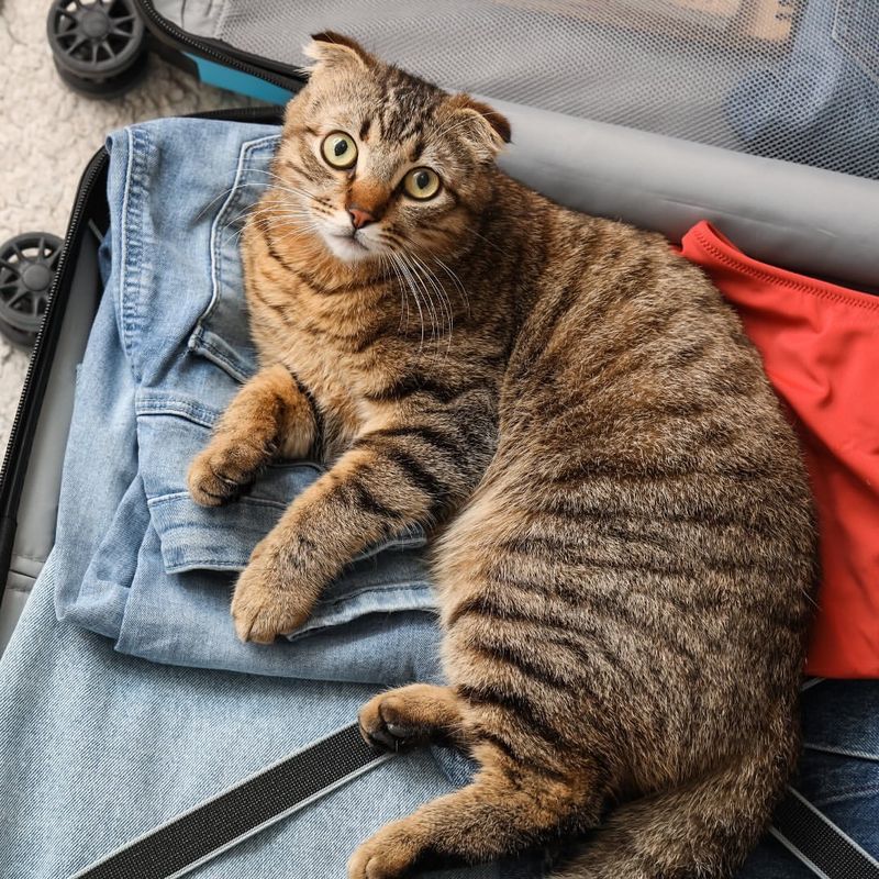 5 Must-Know Tips For Traveling With Your Cat to Make Your Life Easier