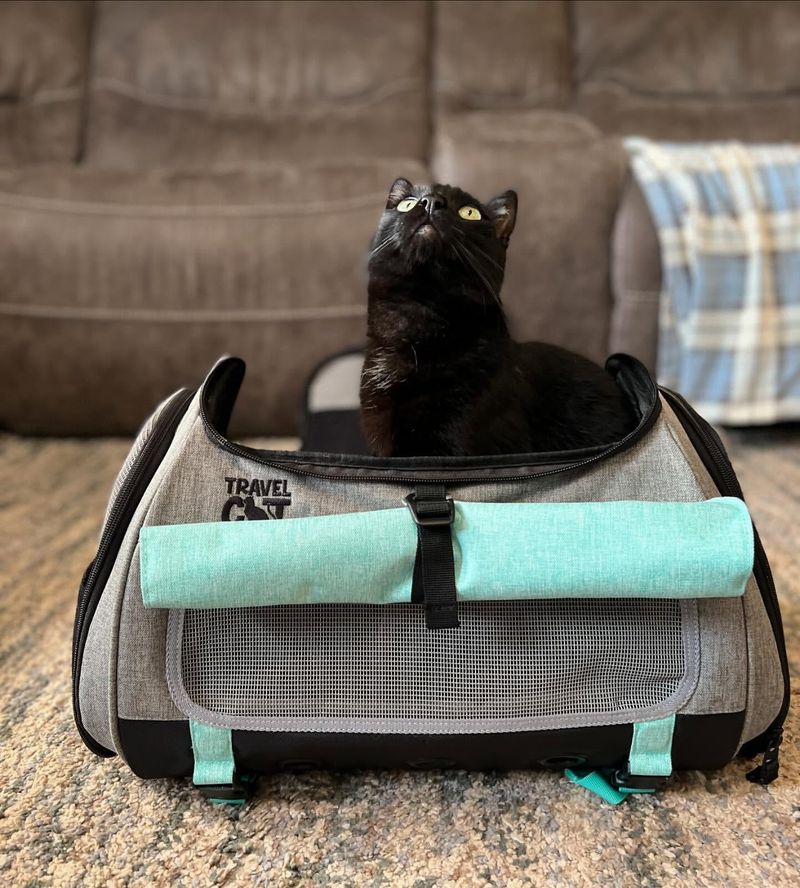 5 Must-Know Tips For Traveling With Your Cat to Make Your Life Easier