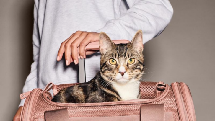 5 Must-Know Tips For Traveling With Your Cat to Make Your Life Easier