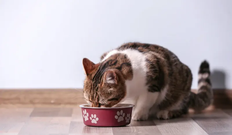 5 Simple Ways to Keep Ants Out of Your Cat’s Food (That Work!)