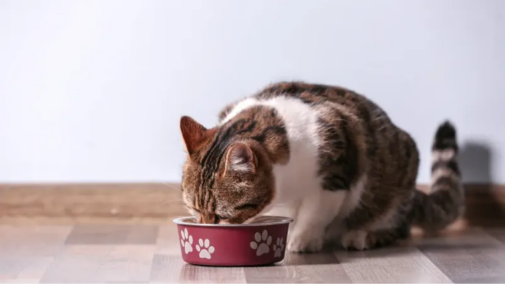 5 Simple Ways to Keep Ants Out of Your Cat’s Food (That Work!)