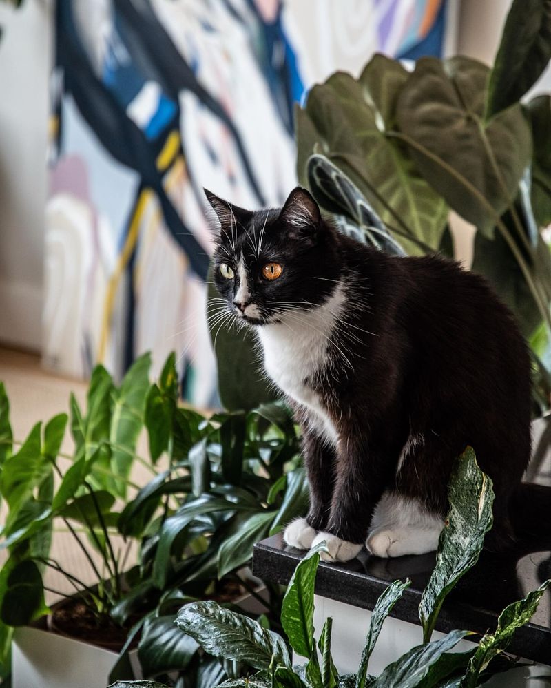 5 Tricks to Turn Your Home Into a Cat Jungle