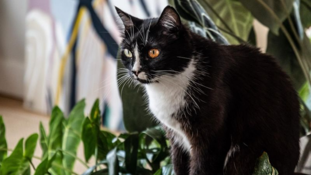 5 Tricks to Turn Your Home Into a Cat Jungle