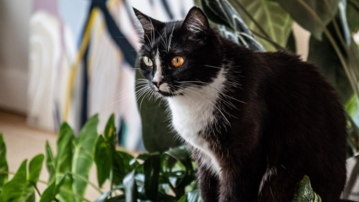 5 Tricks to Turn Your Home Into a Cat Jungle