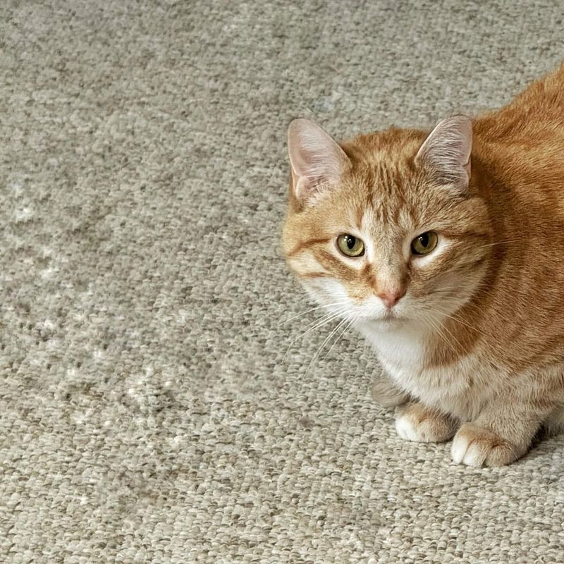 5 Ways to Stop Your Cat Peeing on the Carpet, Tested