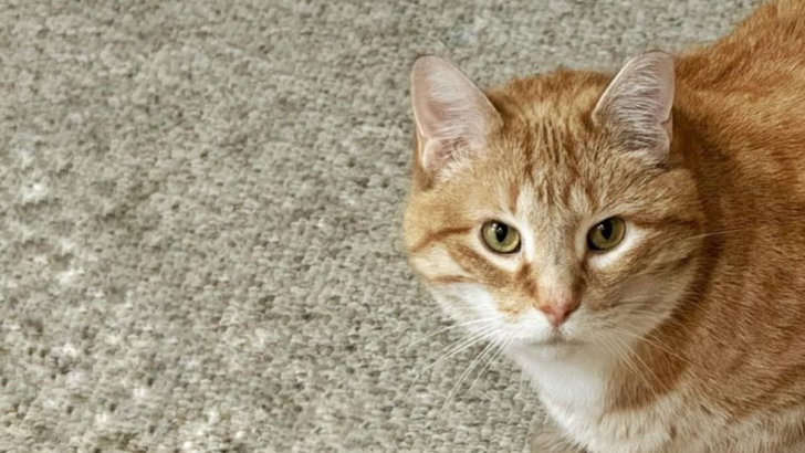 5 Ways to Stop Your Cat Peeing on the Carpet, Tested