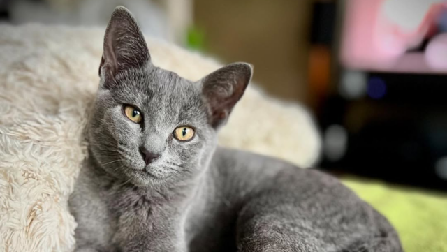 6 Cats That Love Cuddles and 6 That Couldn’t Care Less
