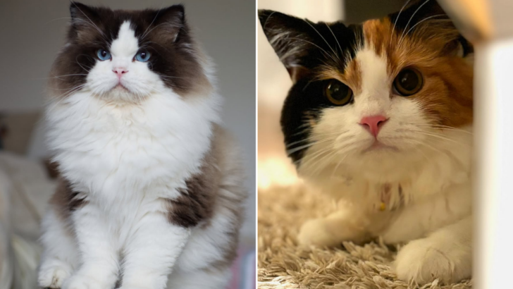 6 Key Differences Between RagaMuffin and Ragdoll - Cats Chef