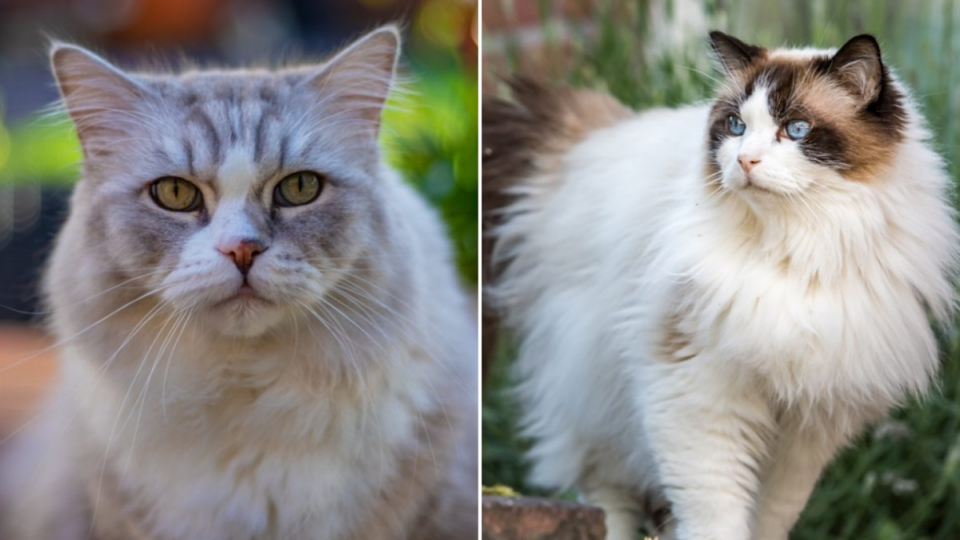 6 Key Differences Between RagaMuffin and Ragdoll - Cats Chef