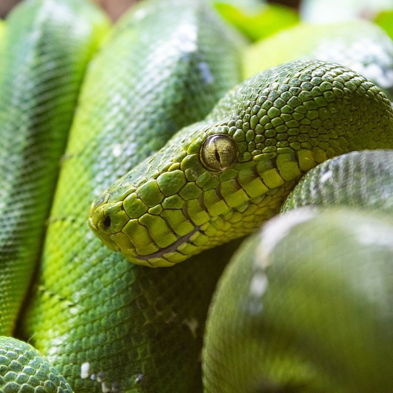 6 Simple Ways to Tell If a Snake Is Venomous or Harmless