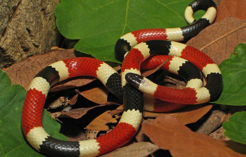 6 Simple Ways to Tell If a Snake Is Venomous or Harmless