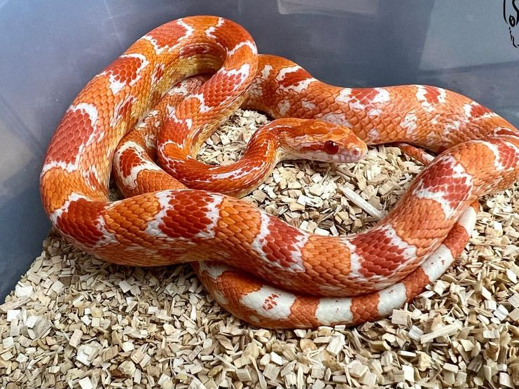 Thinking of a Pet Snake? Here Are 8 Perfect Choices