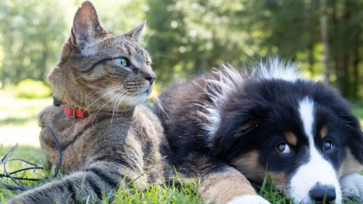 7 Cat Breeds That Like Living in the Same Household With Dogs