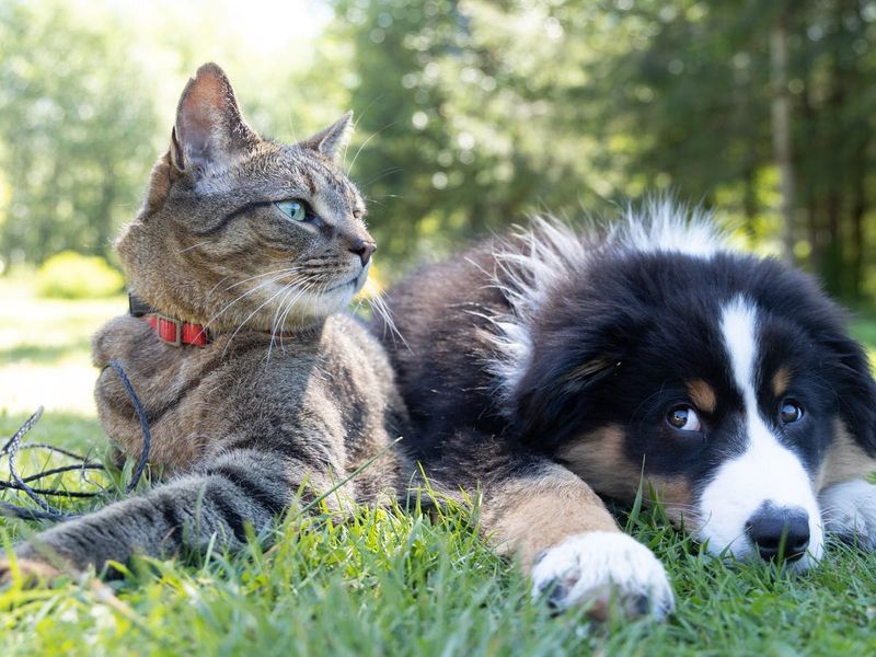 7 Cat Breeds That Like Living in the Same Household With Dogs