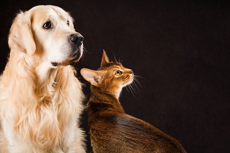 7 Cat Breeds That Like Living in the Same Household With Dogs