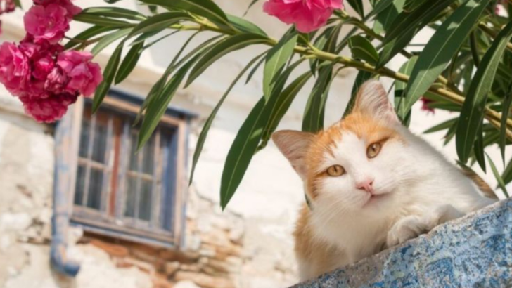 7 Common Plants That Will Harm Your Cat & 7 Safe Alternatives