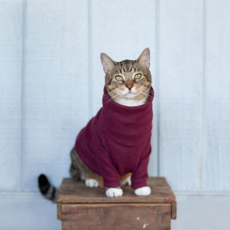 7 Expert Tips to Keep Your Cat Warm and Cozy This Winter