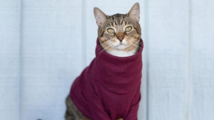 7 Expert Tips to Keep Your Cat Warm and Cozy This Winter