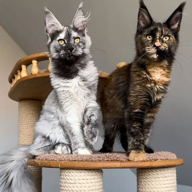 7 Gorgeous Cat Breeds That Look Like They Belong in a Royal Palace