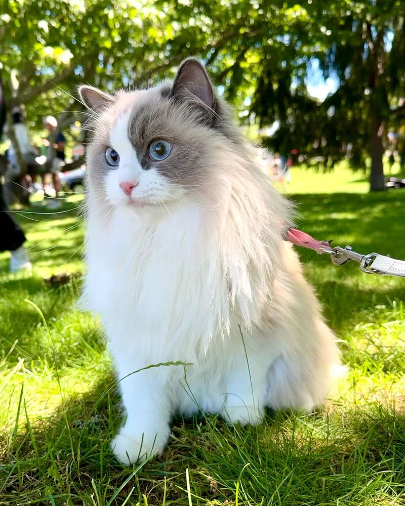 7 Gorgeous Cat Breeds That Look Like They Belong in a Royal Palace