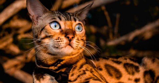 7 Gorgeous Cat Breeds That Look Like They Belong in a Royal Palace