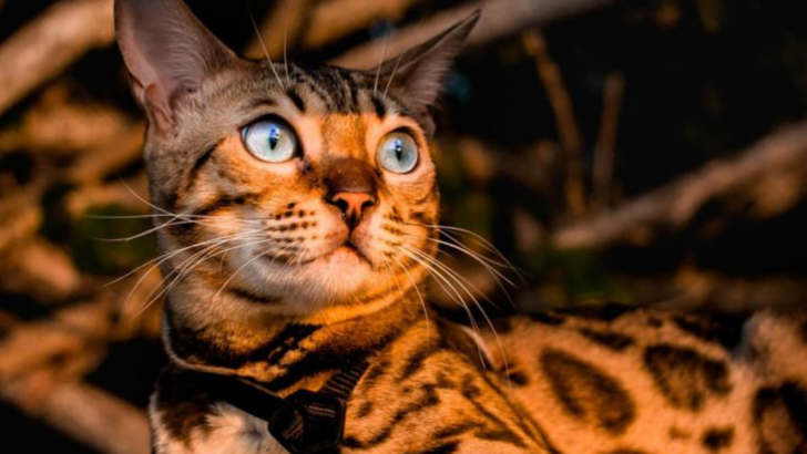 7 Gorgeous Cat Breeds That Look Like They Belong in a Royal Palace