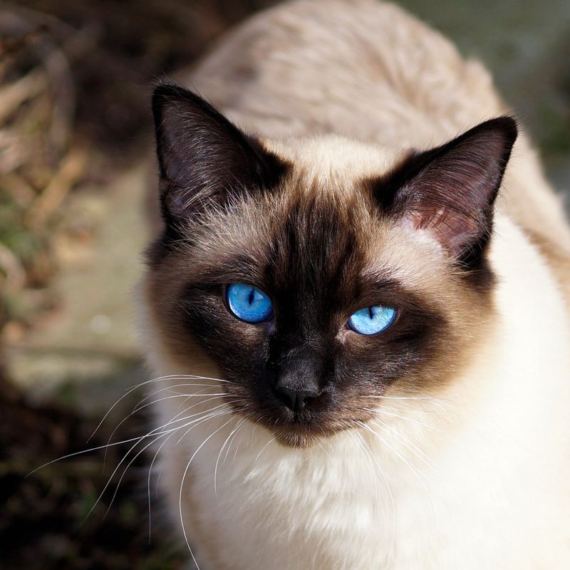 7 Gorgeous Cat Breeds That Look Like They Belong in a Royal Palace