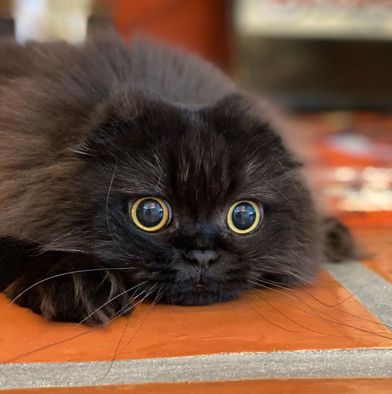 7 Mind-Blowing Reasons Whiskers Are Cats' Greatest Superpower