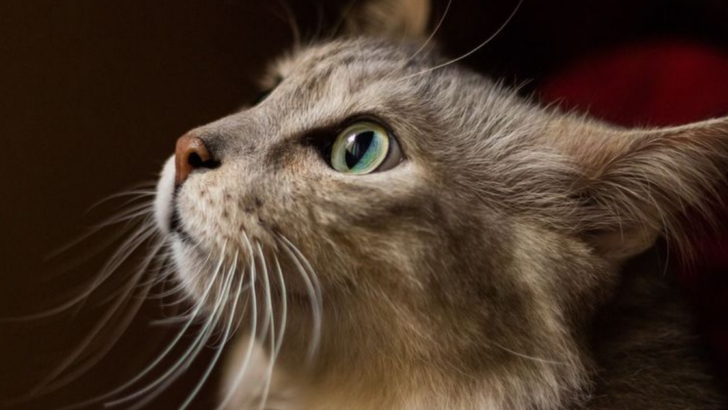 7 Mind-Blowing Reasons Whiskers Are Cats’ Greatest Superpower