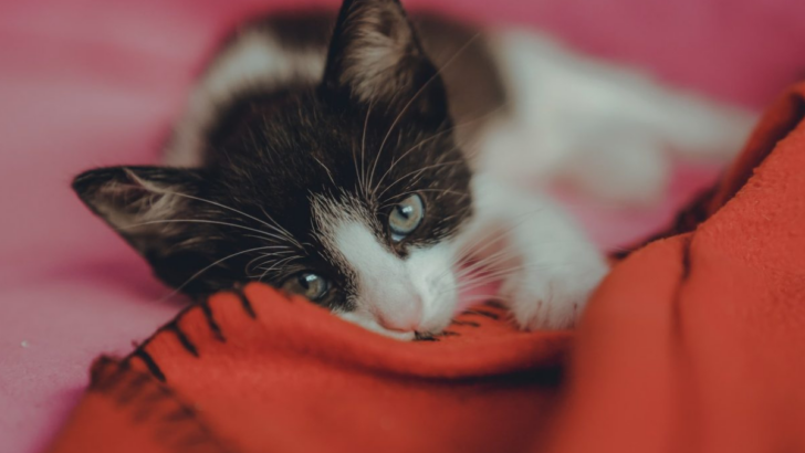 7 Most Common Reasons Why Your Cat Might Knead and Bite Blankets