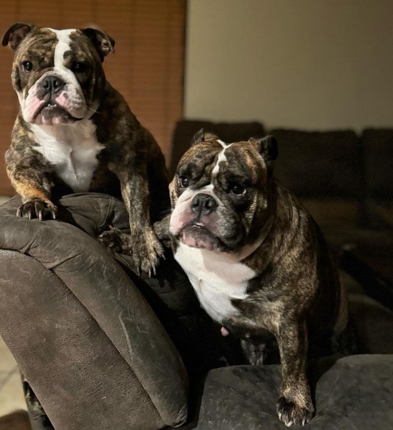 7 Stunning English Bulldog Coat Colors That Capture Everyone's Hearts