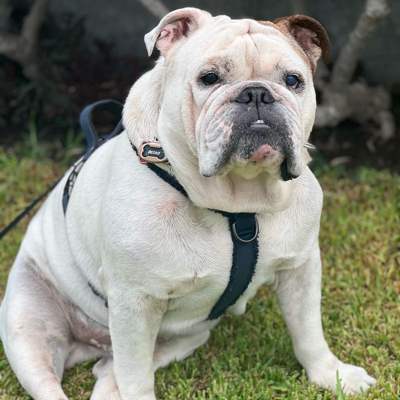 7 Stunning English Bulldog Coat Colors That Capture Everyone's Hearts