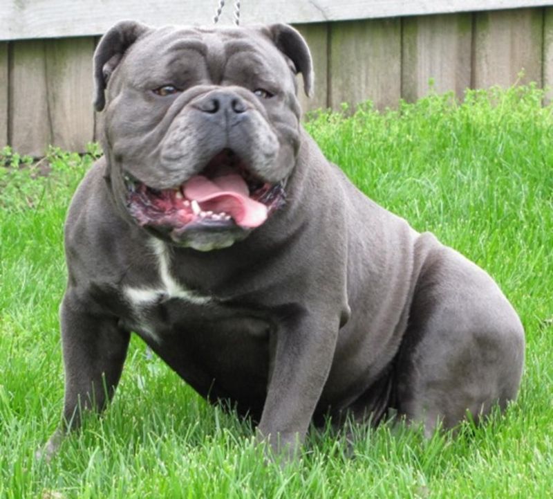 7 Stunning English Bulldog Coat Colors That Capture Everyone's Hearts