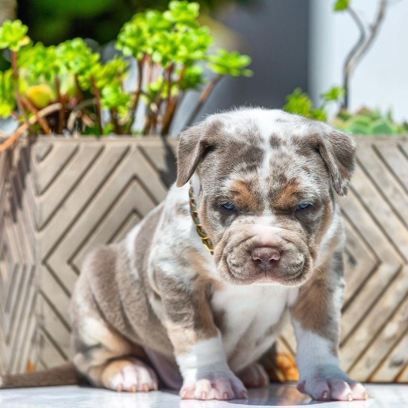 7 Stunning English Bulldog Coat Colors That Capture Everyone's Hearts