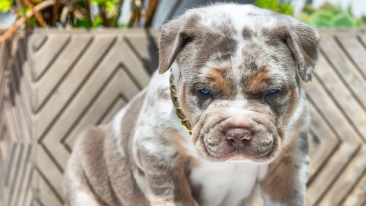 7 Stunning English Bulldog Coat Colors That Capture Everyone’s Hearts