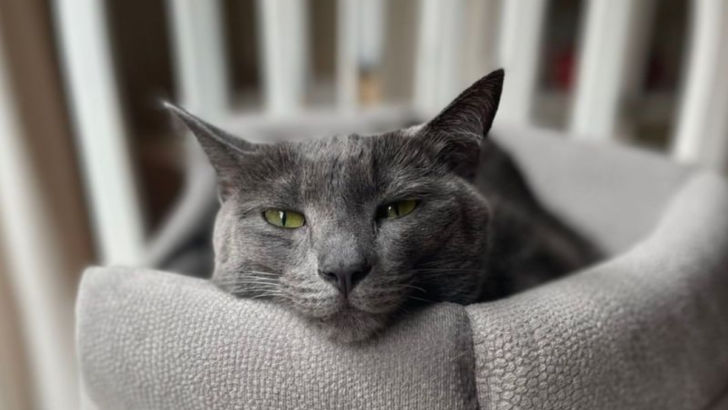 7 Telltale Signs Your Cat Is Bored (And How to Fix It)