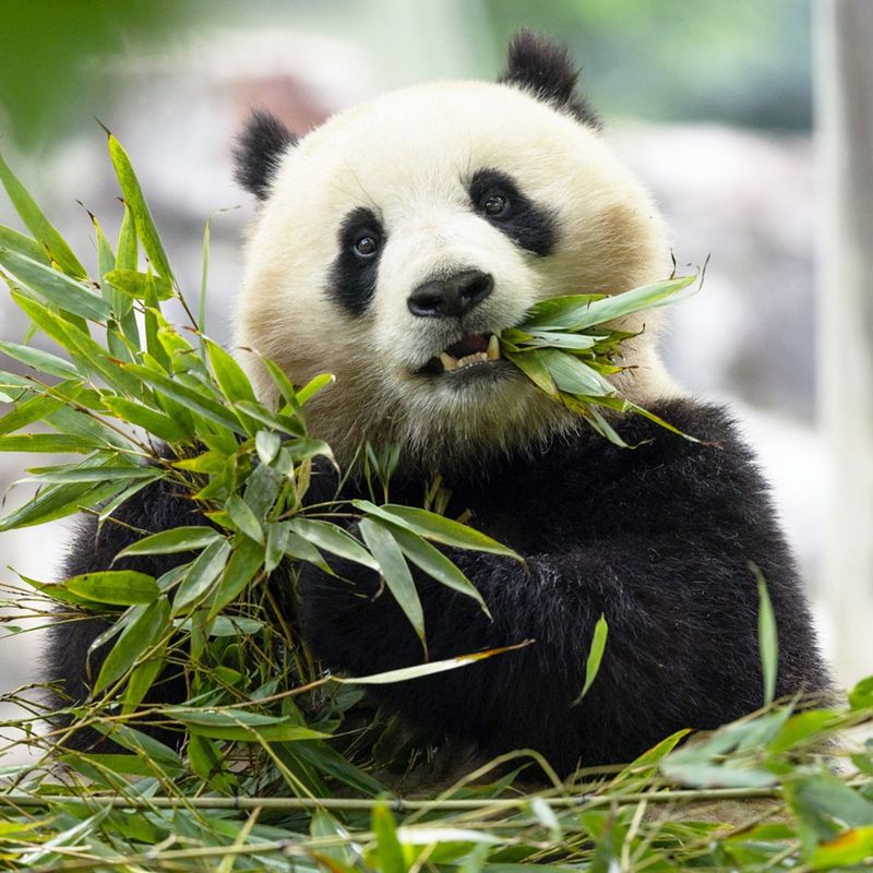 7 Unique Animals That Thrive on a Bamboo Diet