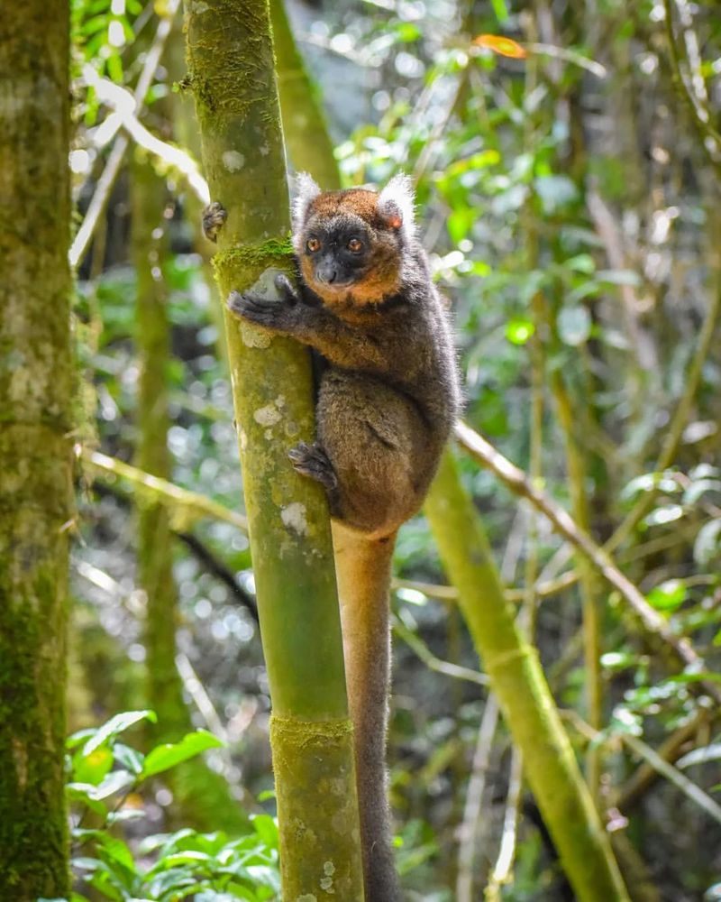 7 Unique Animals That Thrive on a Bamboo Diet