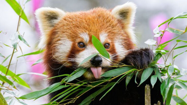 7 Unique Animals That Thrive on a Bamboo Diet