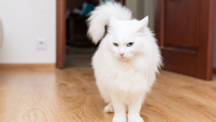 8 Adorable Cats with Pure Hearts (and 8 Who Love with a Dash of Sass)