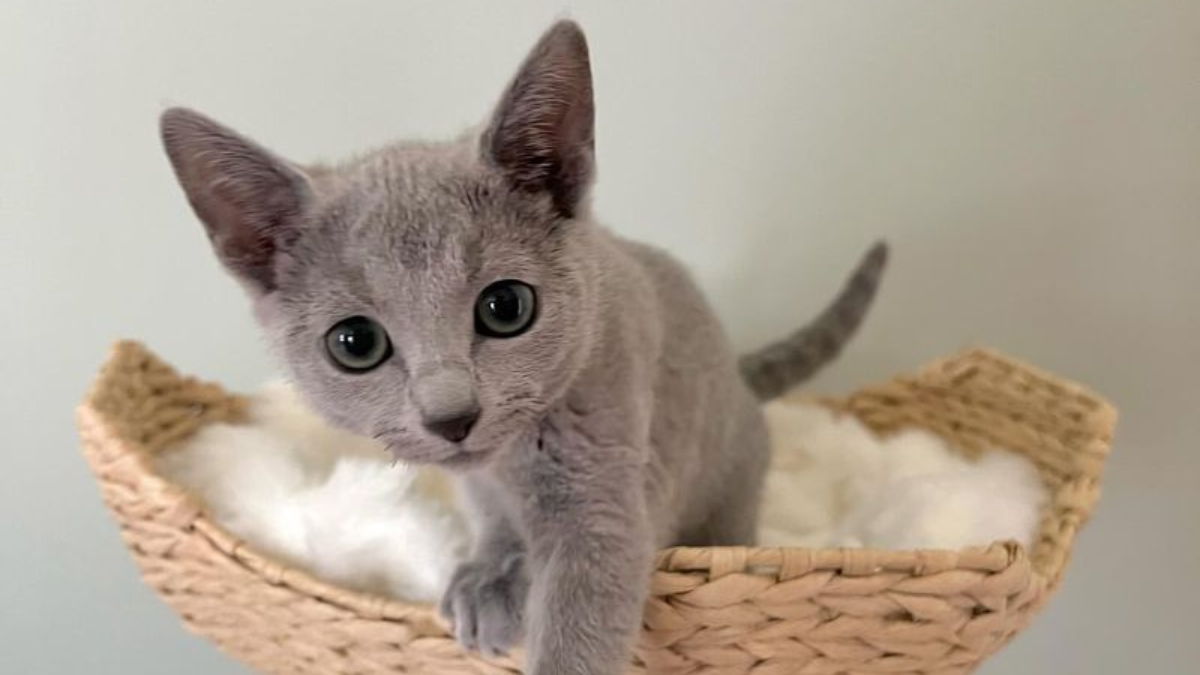 8 Cat Breeds That Can Be Left Alone for Hours