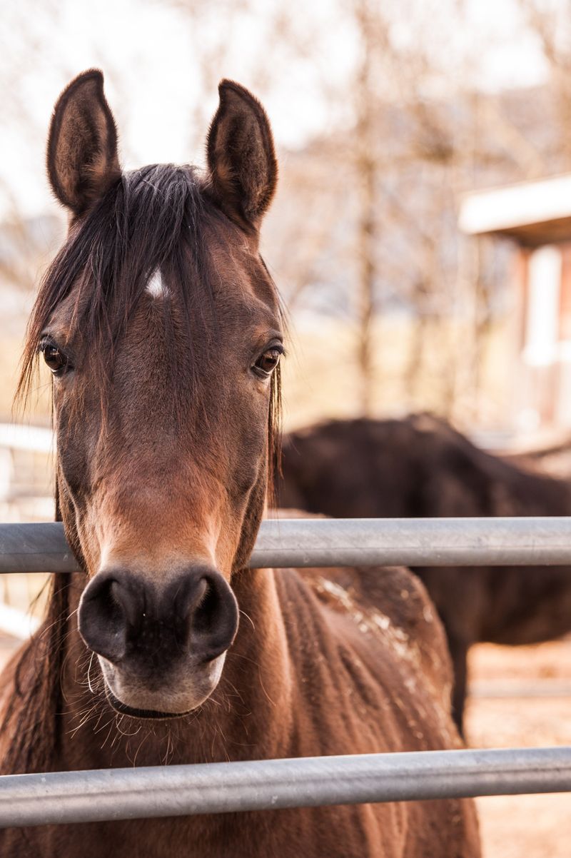 8 Clear Signs That Show Your Horse Is Happy and Thriving