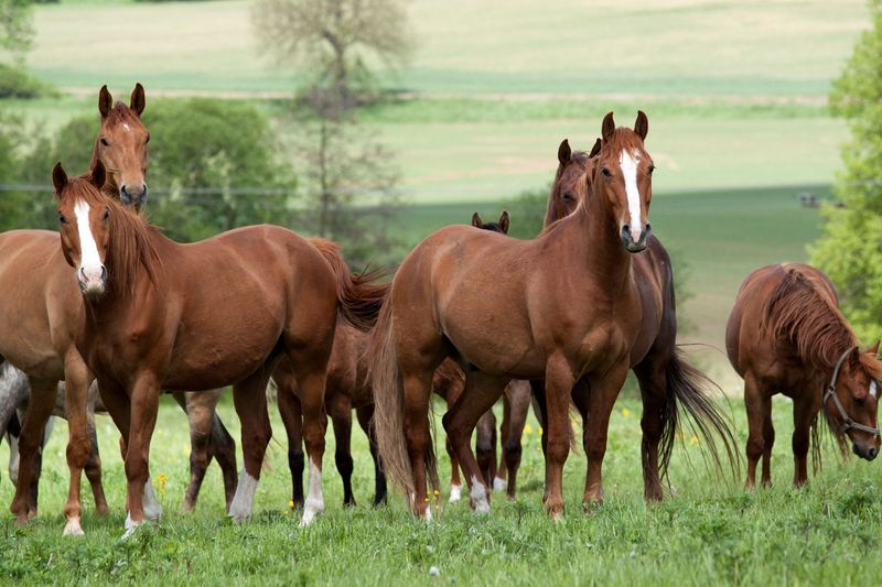 8 Clear Signs That Show Your Horse Is Happy and Thriving